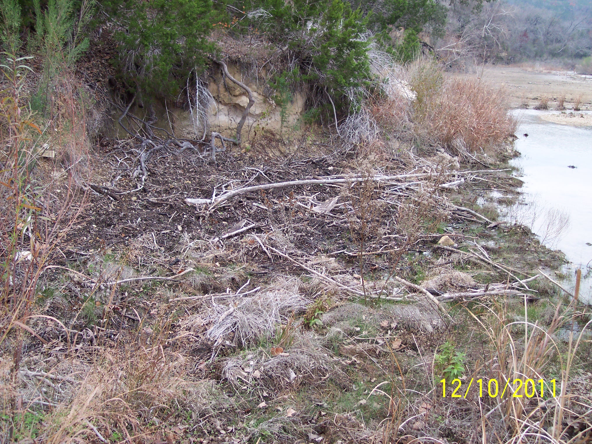 283_Cow Cr feral hog damage 10Dec2011.jpg